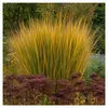 Stauden Gänge 3 x Panicum virgatum 'Northwind' im 1 Liter Produktbild-Vorschau 3