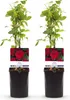 Green boutiQ - Rosier grimpant - Rosa Red Climber - Fleurs Voir les images du produit 9