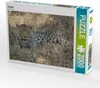CALVENDO Puzzle Leopard 2000 Teile Puzzle quer | 2000 Teile Produktbild-Vorschau 2