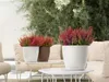 LECHUZA-Pflanzgefäß CLASSICO Color 28 Sandbraun | Produktbild-Vorschau 6