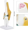 Anatomický model kostry, model kolenního kloubu, výukové Náhled obrázku produktu 6