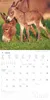 Alpha Edition - Tierbabys Kalender 2026 - Wandkalender Produktbild-Vorschau 6