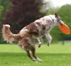 Trixie Dog Activity Dog Disc, bissfest ø 19 cm Produktbild-Vorschau 10
