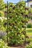 Brombeere ‘Loch Ness’ 50–70 cm – Stachelloser Produktbild-Vorschau 3