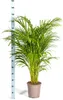 Goldfruchtpalme - Dypsis Areca Lutescens inkl. Naturkorb - Produktbild-Vorschau 5
