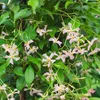 A close-up view of a flowering vine with small pink star-shaped flowers and green leaves. Produktbild-Vorschau