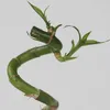 Dracena - 6 szt - Dracaena sanderiana - Wysokość 40-50cm - Podgląd zdjęcia produktu 3