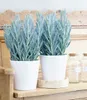 BALDUR Garten 1x Senecio Aquarine® Mount Everest, Pflanze Produktbild-Vorschau 1