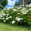 GreenboutiQ - Hortensie - Hydrangea macrophylla Blau - Produktbild-Vorschau 6