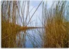 Leinwandbild see natur schilflandschaft 120x80 cm Feeby Produktbild-Vorschau 3