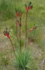 Rotgrüner Känguruphote (Anigozanthos manglesii)  - 20 Samen Produktbild-Vorschau 2