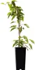 A potted plant with green leaves and brown stems against a white background. Produktbild-Vorschau