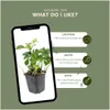 Plants by Frank | 48 Plantes de pachysandre | Pachysandra Voir les images du produit 5