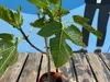 A close-up of a fig tree sapling with green leaves, planted in a pot, resting on a wooden surface. The background is a blurred blue sky with a graphic of two figures in suits. Produktbild-Vorschau