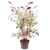 A potted plant with purple flowers and green leaves against a white background. Anteprima dell’immagine prodotto