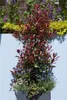 Photinia fraseri 'Red Robin', Glanzmispel, rot, 60–80 cm Produktbild-Vorschau 5