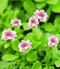 BALDUR Garten 8x Bodendecker winterhart Lippia Summer Produktbild-Vorschau 3
