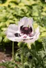 Papaver orientale 'Royal Wedding', Türkischer Mohn, weiß, Produktbild-Vorschau 7