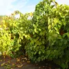 A close-up view of a leafy plant with some yellowing leaves, set against a wooden deck and a blue sky. Anteprima dell’immagine prodotto