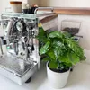 Kaffeepflanze - 2 Stk - Coffea arabica - Höhe 25-40cm - Produktbild-Vorschau 5