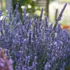 A close-up view of a lavender plant with blooming purple flowers. Produktbild-Vorschau