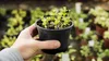 A hand holding a small potted plant with multiple seedlings, with other plants in the background. Produktbild-Vorschau