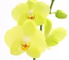 Dehner Schmetterlingsorchidee, zweitriebig, gelbe Blüten, Produktbild-Vorschau 4