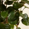 Bloomique - Zestaw 2 szt. - Polyscias Fabian - Aralia - Podgląd zdjęcia produktu 6