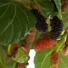 Schwarze Maulbeere (Morus nigra) 40-80cm im 3L-Topf Produktbild-Vorschau 3