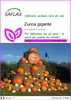 SAFLAX  - Zucca gigante  - 7 semi - Cucurbita Anteprima dell’immagine prodotto 1