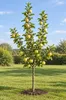 Apfelbaum Golden Delicious 100–120 cm – Malus domestica mit Produktbild-Vorschau 1