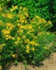 Hypericum perforatum, Johanniskraut, gelb, ca. 9x9 cm Topf Produktbild-Vorschau 5