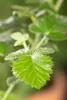 Rubus fruticosus 'Loch Ness' -S-, Brombeere, dornenlos, Produktbild-Vorschau 3