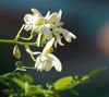 SAFLAX - Moringa - Moringa oleifera - 10 Samen - Mit Produktbild-Vorschau 6