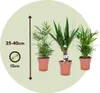 Kleine Zimmerpalmen - 3 Stk - Mini Indoor Palm Mix - Höhe Produktbild-Vorschau 2