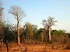 Za-Baobab (Adansonia za)  – 5 nasion Podgląd zdjęcia produktu 2