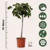 Feigenbaum - Ficus Carica - Höhe 70-90cm - ⌀21cm Produktbild-Vorschau 2