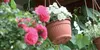 TERRA Hängeblumentopf mit Haken und Einsatz 29 cm - Farbe: Produktbild-Vorschau 8