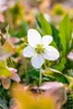 A close-up of a white hellebore flower with green and yellow accents in its center, surrounded by blurred foliage and other pinkish flowers. Produktbild-Vorschau