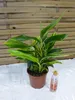 [Palmenlager] - Alpinia zerumbet variegata / Muschelingwer Produktbild-Vorschau 3