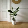 Bananaier nain - Musa 'Dwarf Cavendish' - Hauteur 90-100cm Voir les images du produit 5