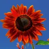 Sonnenblumen Samtkönigin Samen - Helianthus annuus - Produktbild-Vorschau 5