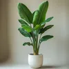 Strelicja - Strelitzia nicolai - Wysokość 90-110cm - ⌀21cm Podgląd zdjęcia produktu 5