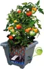 Plastia Pflanzenkübel Bergamot, Blumentopf mit Produktbild-Vorschau 6