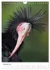 Der Waldrapp - Der etwas andere Vogel (Wandkalender 2027 Produktbild-Vorschau 5
