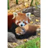 Puzzle 250 Red Pandas 8251-5557 Podgląd zdjęcia produktu 2