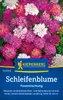Kiepenkerl Schleifenblumesamen Feenmischung 90 Pflanzen Produktbild-Vorschau 3