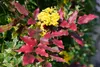 Mahonia aquifolium, Gewöhnliche Mahonie, immergrün, 30–40 Produktbild-Vorschau 7