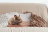 MuchoWow® Zierkissen Sofakissen Wohnzimmer Dekokissen 50x30 Produktbild-Vorschau 4