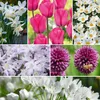 Blumenzwiebelmischung - 125 Stk - Allium, Narcissus, Produktbild-Vorschau 5